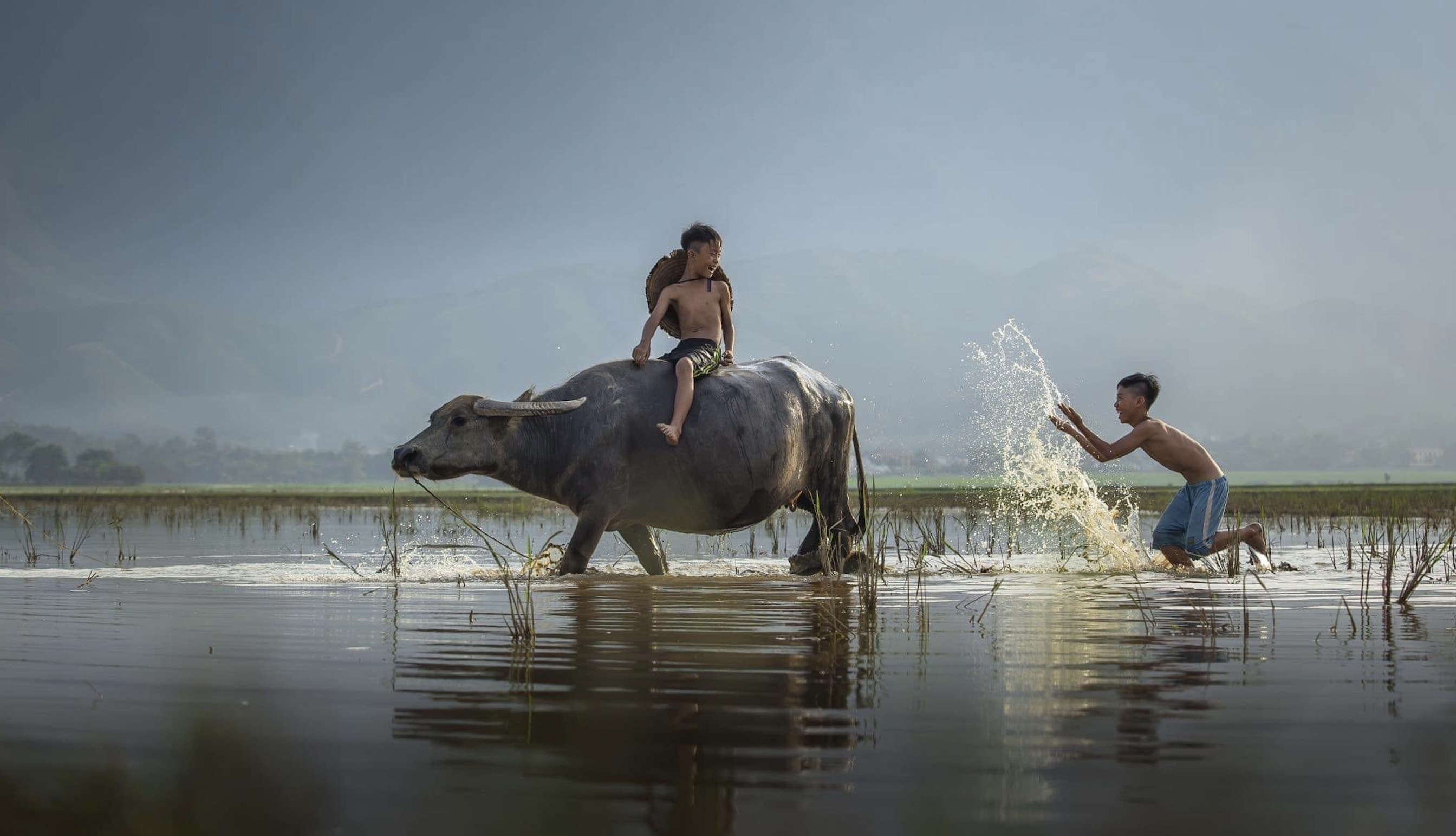 La belleza de la campiña del norte a través de la colección de fotografías del fotógrafo Vu Anh Dung