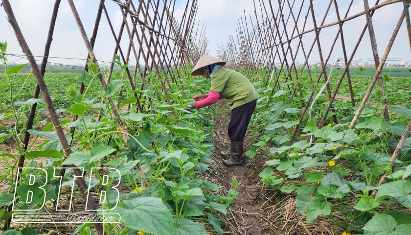 ไทยบิ่ญ: ปลูกพืชผลฤดูใบไม้ผลิไปแล้วกว่า 12,320 เฮกตาร์