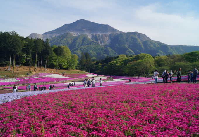 日本で春の花が見られる3つの場所