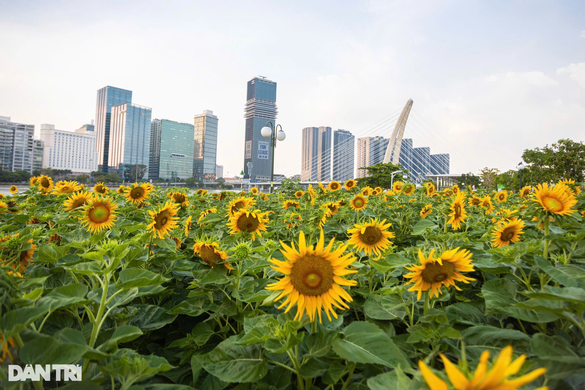 « En trouvant » un jardin de tournesols à Ho Chi Minh-Ville, un visiteur étranger a dit quelque chose de touchant