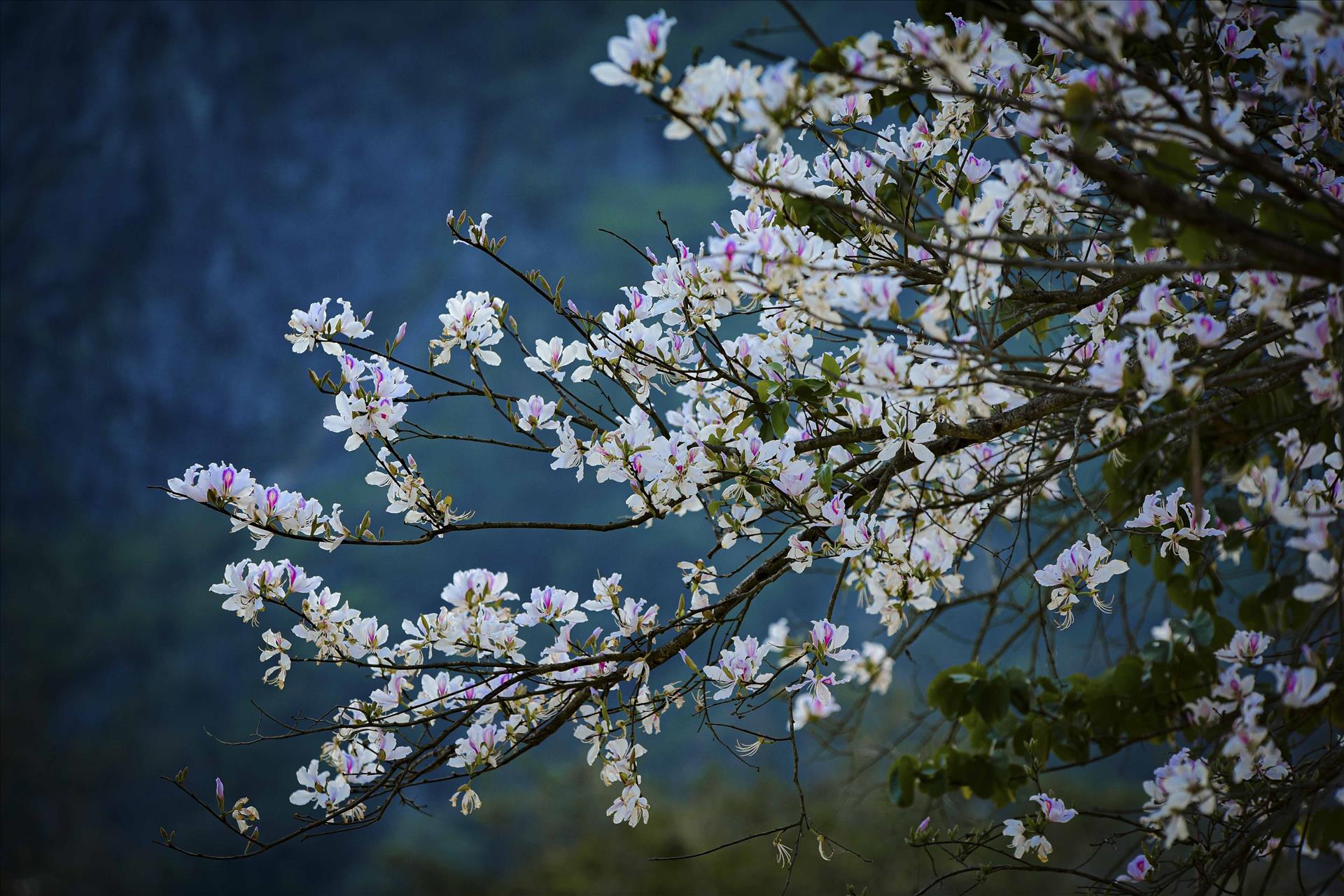 ディエンビエンの美しいバンの花の季節にチェックイン場所をポケットに入れましょう