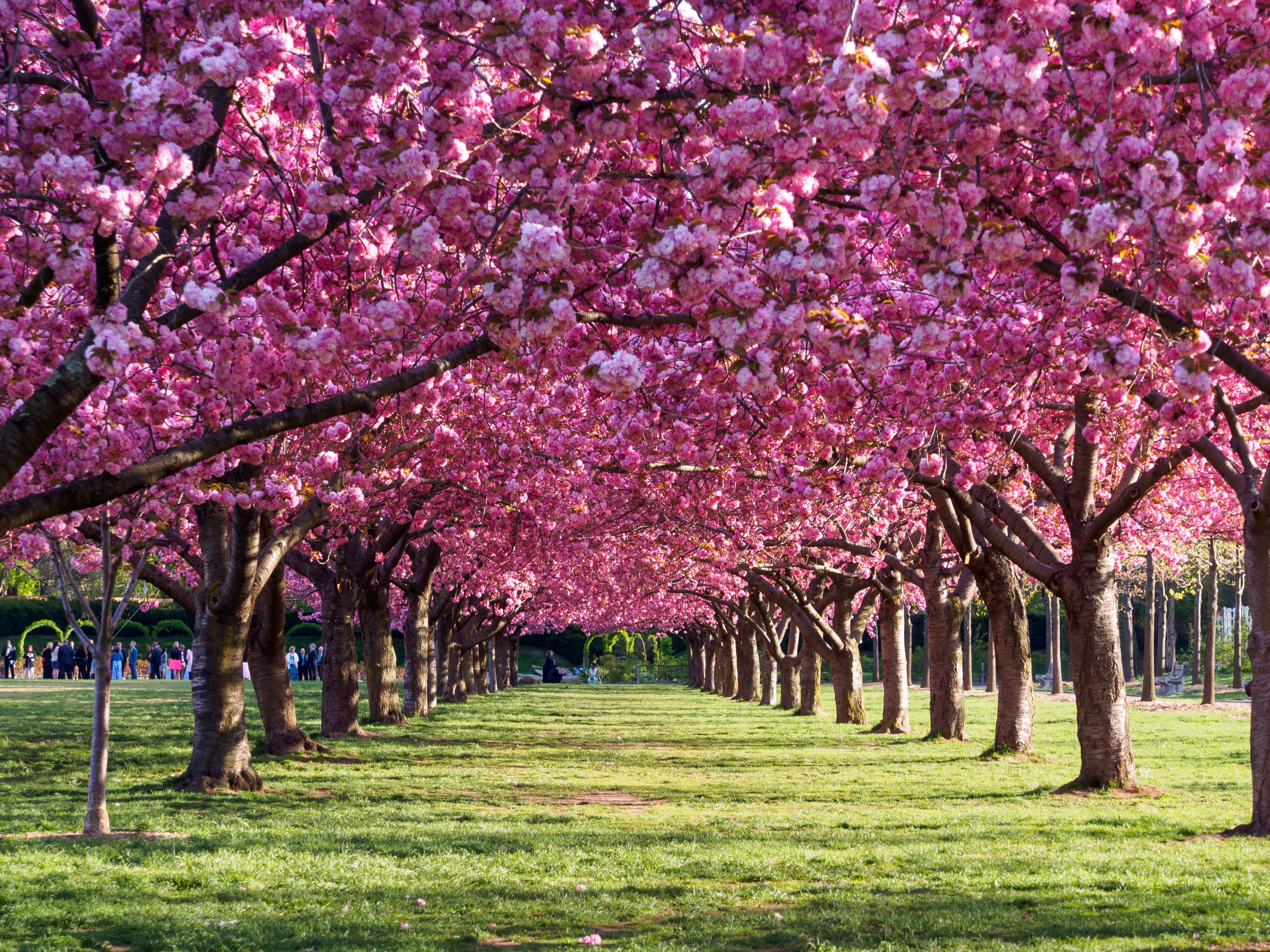 Top 3 best places to see cherry blossoms in New York in spring