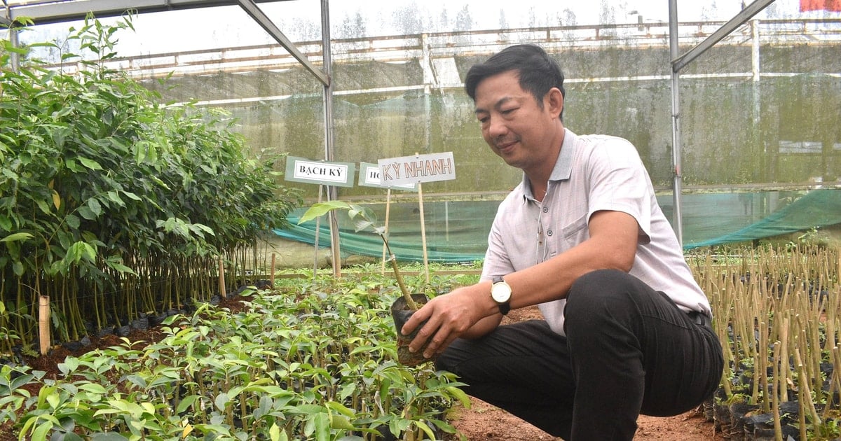 Prospects from creating agarwood by grafting technique