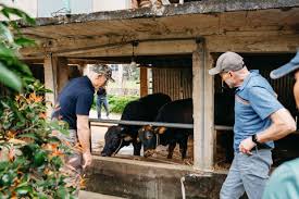 アメリカの億万長者がベトナムで野菜栽培、牛や豚の飼育を体験