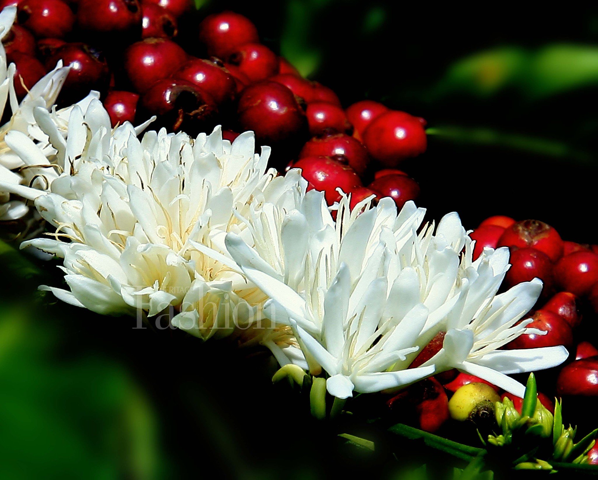 Flavors of the Central Highlands