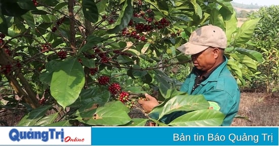 Early season jackfruit coffee is both a good harvest and a good price.