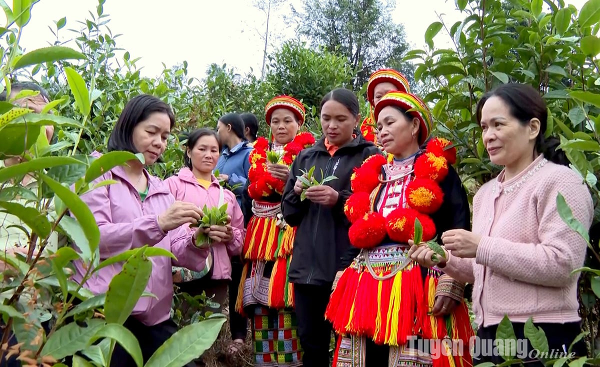 La marque de thé Shan Tuyet s'améliore