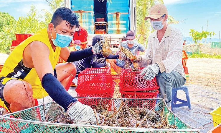 Développer l'élevage de homards de manière durable