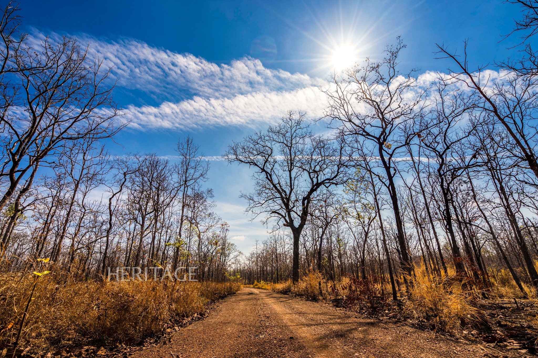 Explore the ecosystem in Yok Don National Park