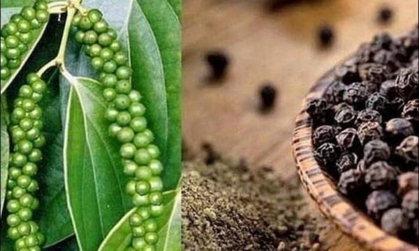 Sustainable development of pepper industry