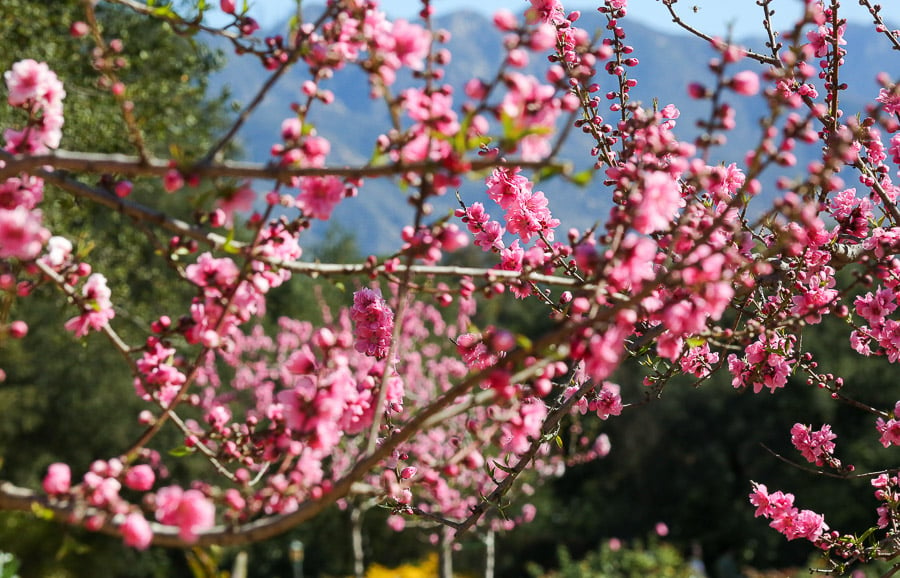 Die 3 besten Orte, um im Frühling in Kalifornien Kirschblüten zu sehen