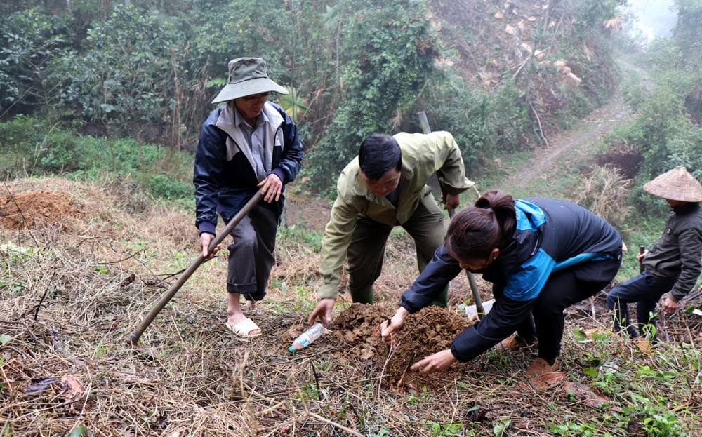 Yen town grows bamboo shoots Bat Do