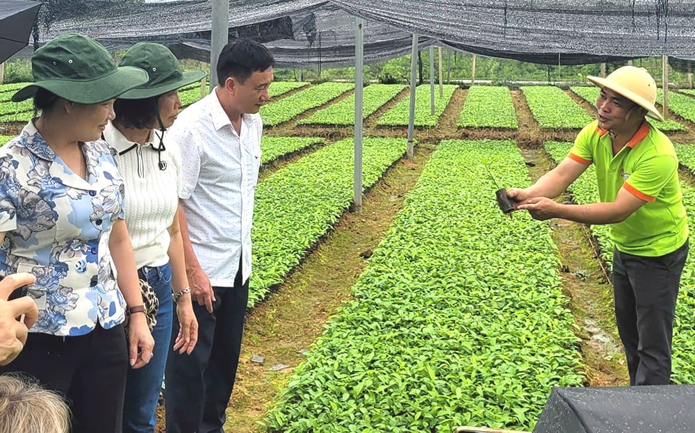 Tran Yen produces organic agriculture