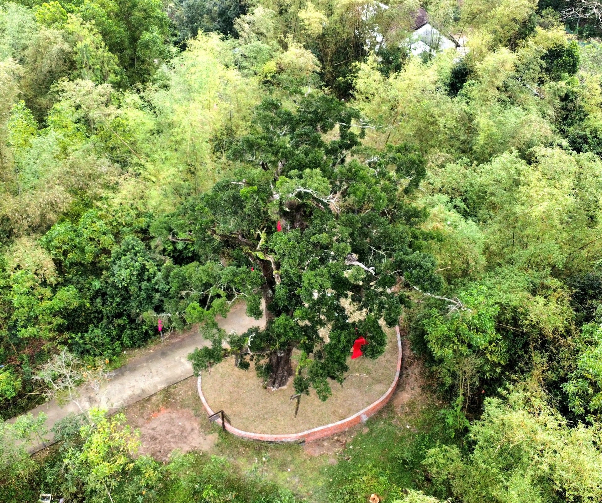 The gallstone tree in Tam Ky is recognized as a heritage tree.