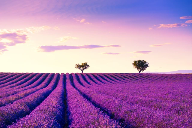 Mùa hoa lavender ở Pháp: khi vùng Provence mê hoặc bằng sắc tím