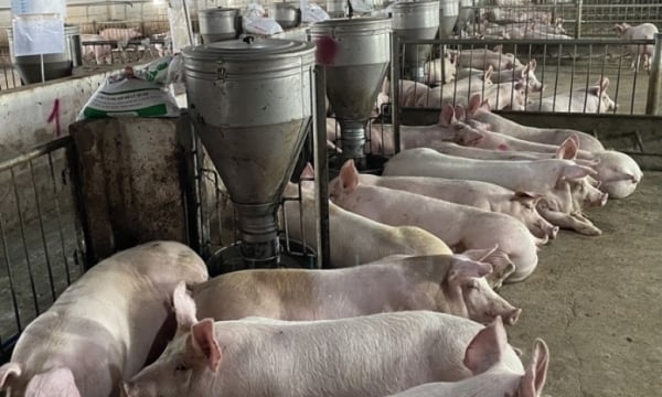 Pig prices increased dramatically