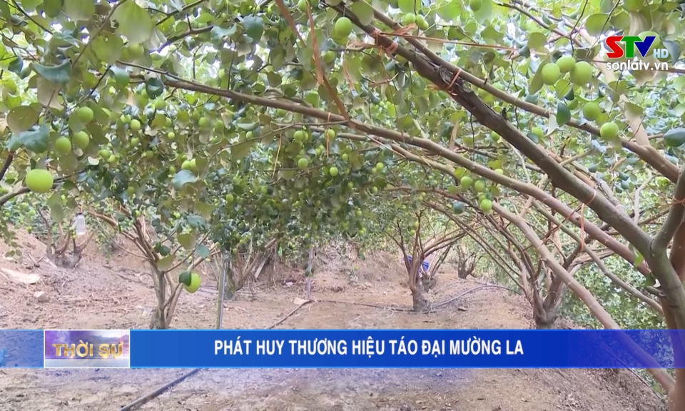 Förderung der Marke Muong La Dai Tao