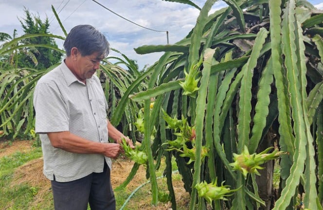 Binh Thuan will aus Drachenfrüchten verarbeitete OCOP-Produkte exportieren