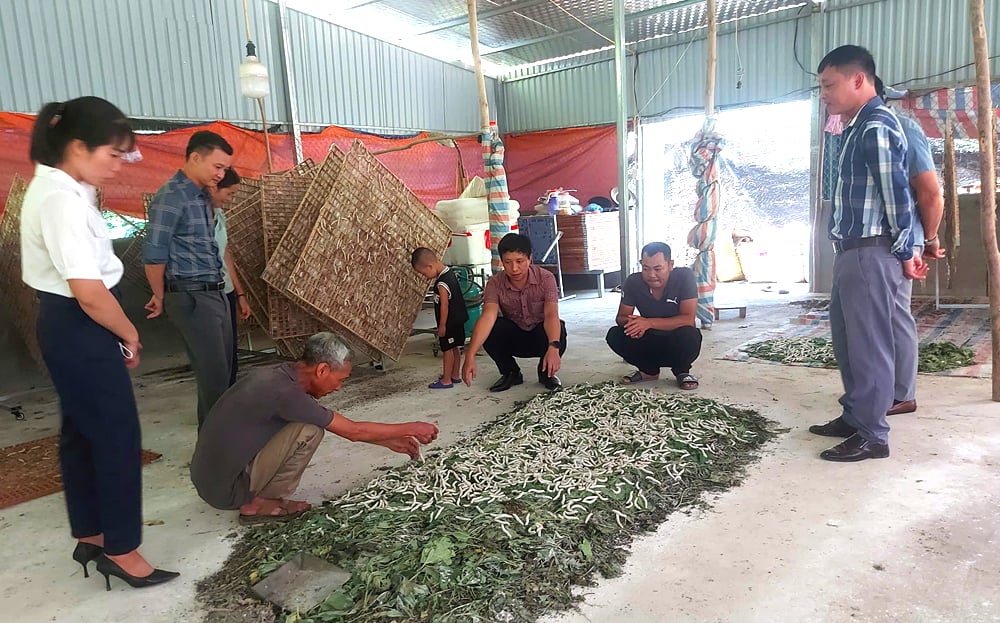 Yen Phu develops mulberry growing and silkworm raising