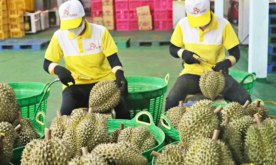 Xuất khẩu giảm mạnh, cách nào sầu riêng trở lại ‘ngôi vương’?