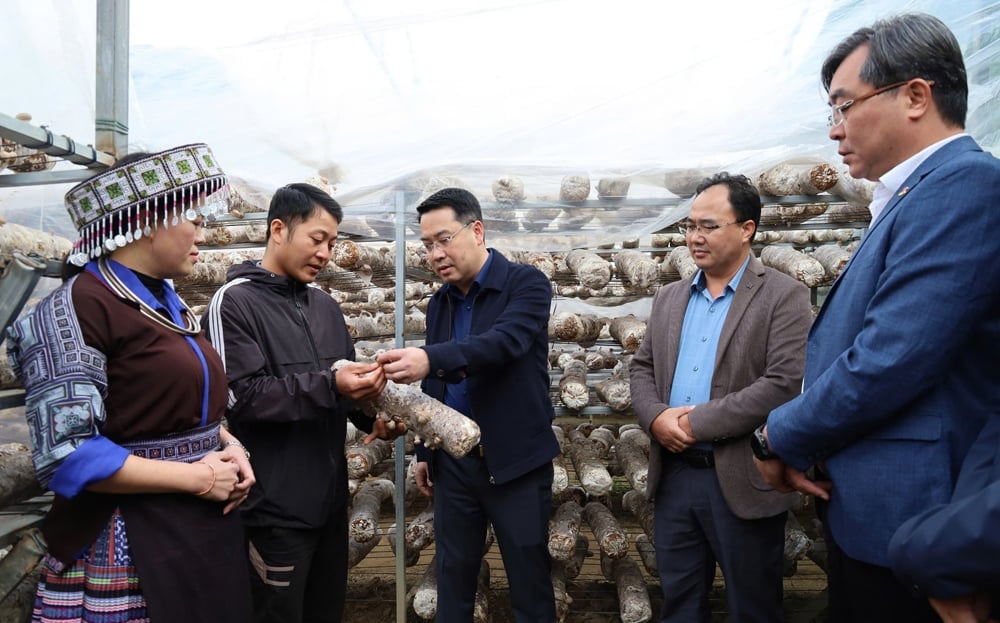 Der Vorsitzende des Volkskomitees der Provinz, Nguyen Tuan Anh, und die Delegation besuchten das Anbaumodell für Heilpilze der Mu Cang Chai Edible and Medicinal Mushroom Production Company Limited im Dorf Hua Khat, Gemeinde Nam Khat.