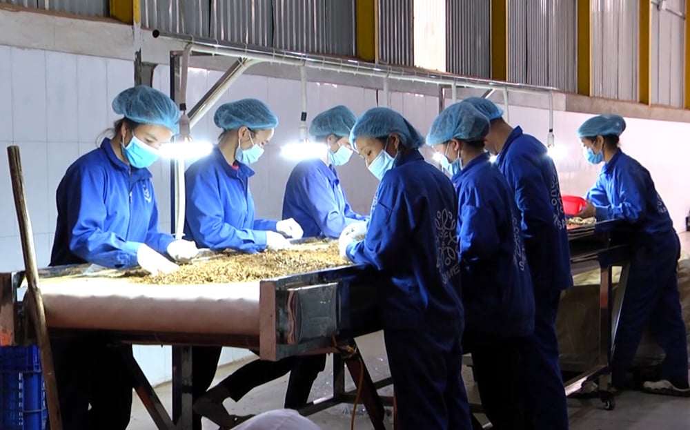 Yen Bai strives to establish over 80 new cooperatives and 300 cooperative groups by 2025.