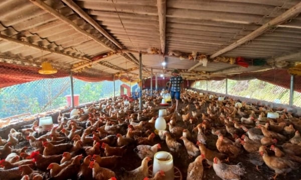 Tien Yen: Increasing the value of native chicken breeds