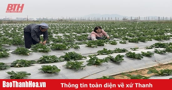 Sử dụng phân bón hữu cơ, xu hướng được nhiều nông dân lựa chọn