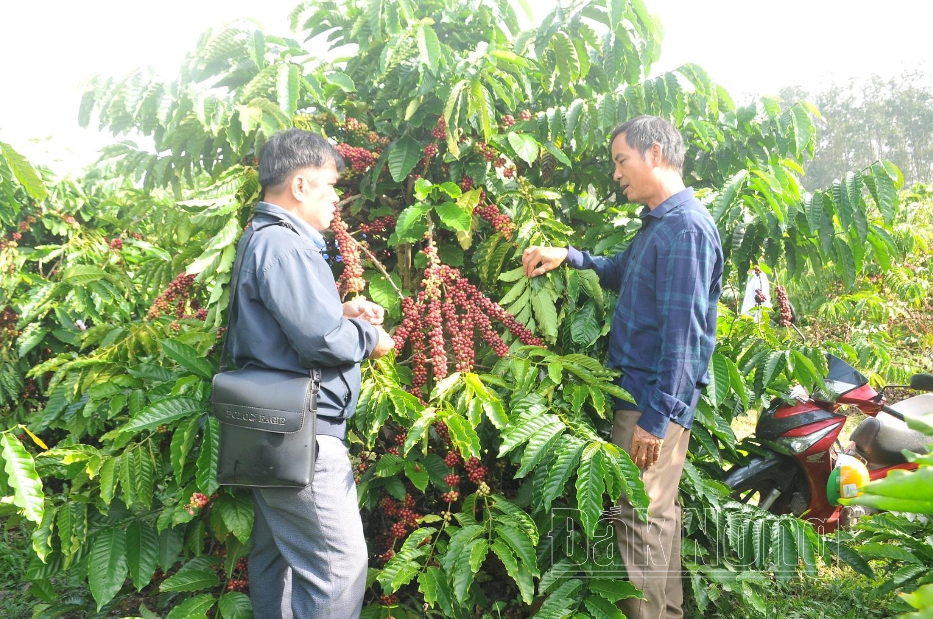 Người dân tham quan mô hình cà phê hữu cơ tại xã Nâm Nung, huyên Krông Nô (Đắk Nông)