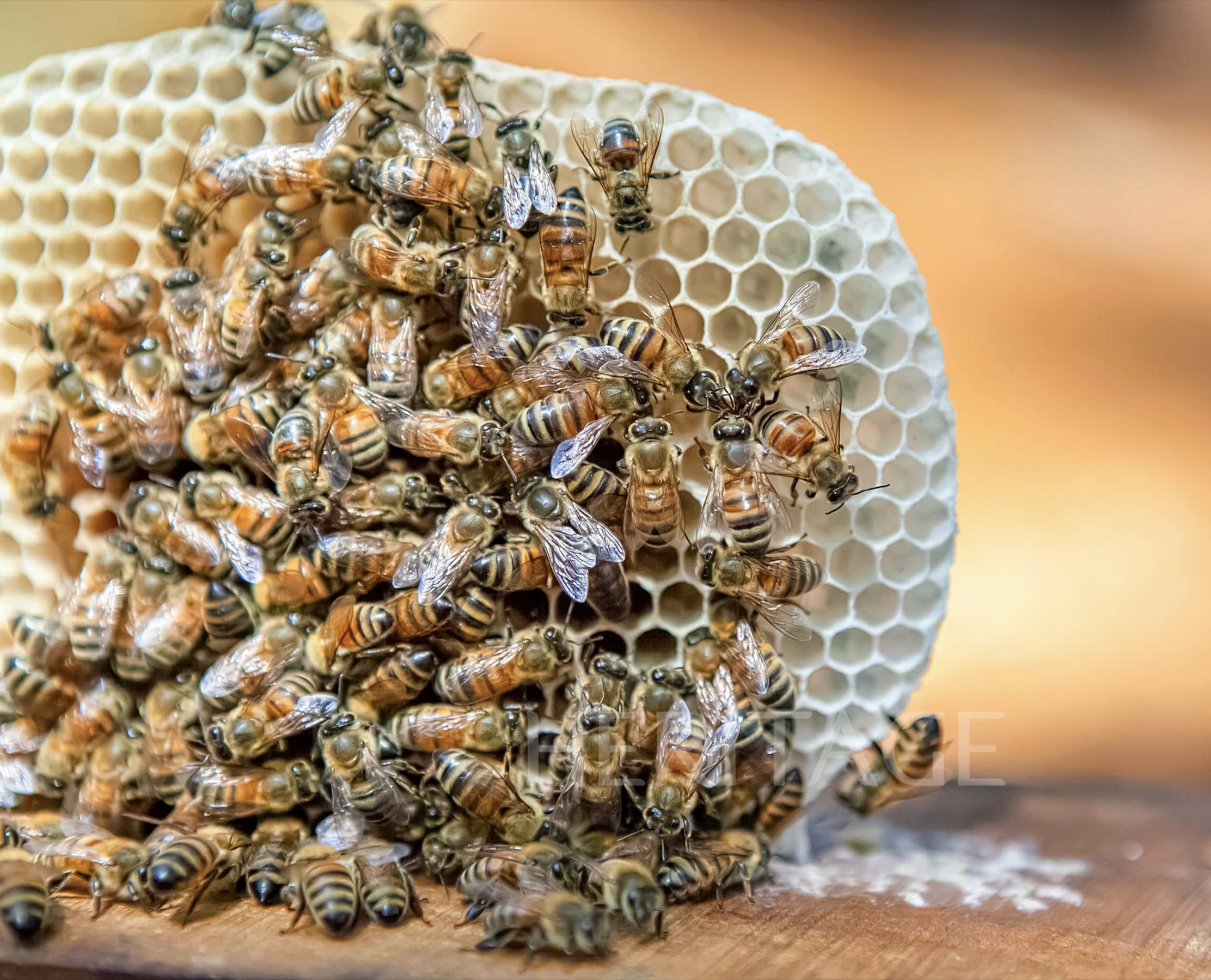 La saison des abeilles