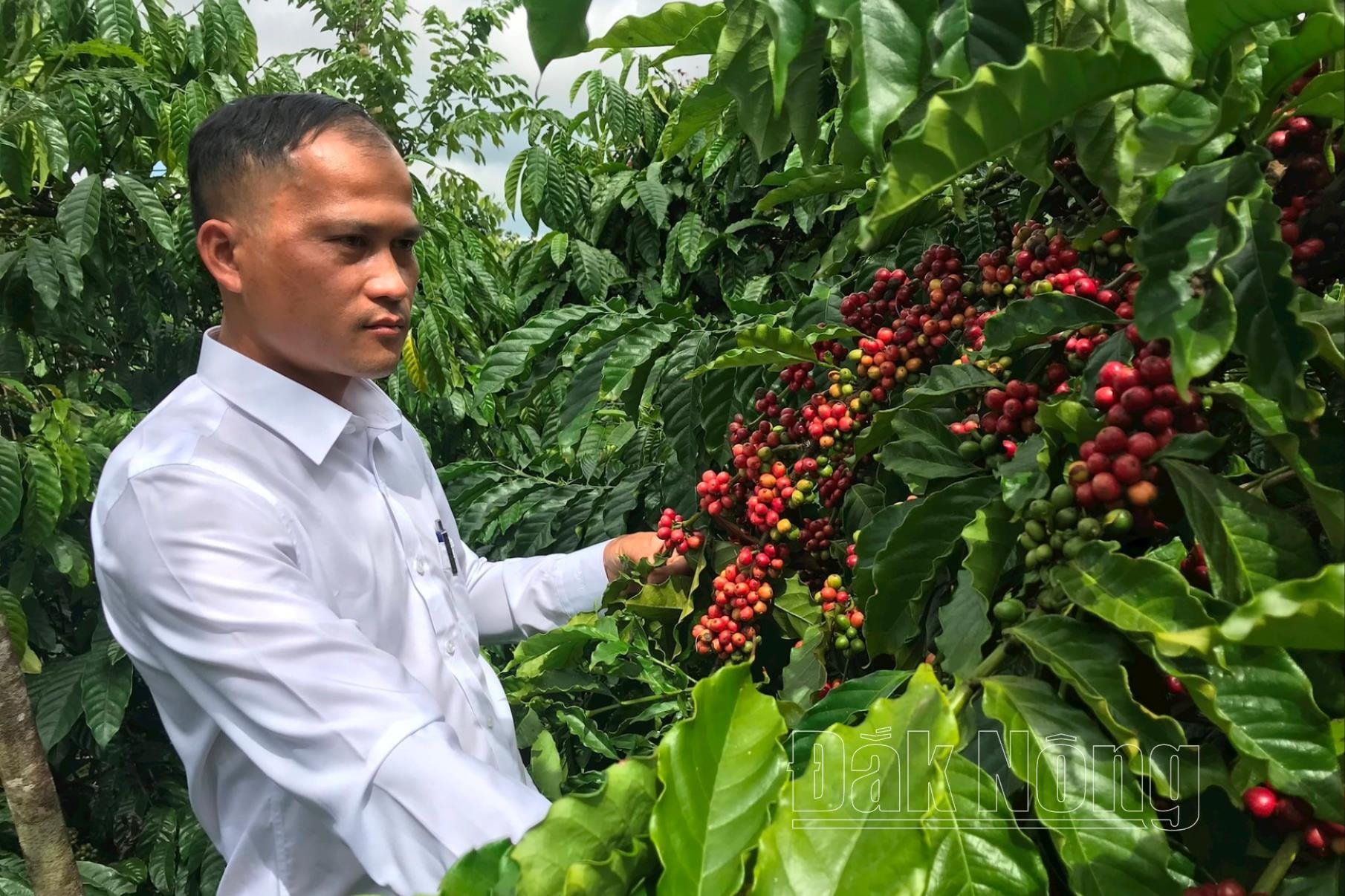 Ông Lang Thế Thành, Giám đốc HTX Phát triển nông nghiệp Công Bằng Thanh Thái cho biết, HTX đã áp dụng công nghệ hiện đại vào sản xuất, chế biến, giúp nâng cao giá trị sản phẩm cà phê trong vùng