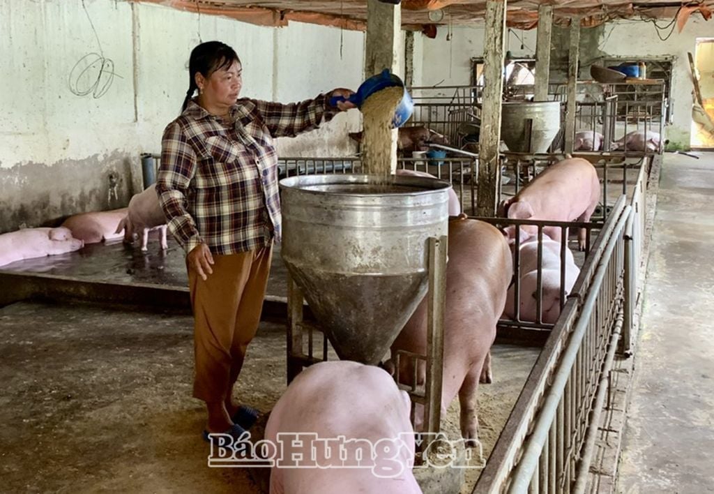  Un éleveur de porcs de la commune de Doan Dao (Phu Cu) prend soin de son troupeau de porcs.