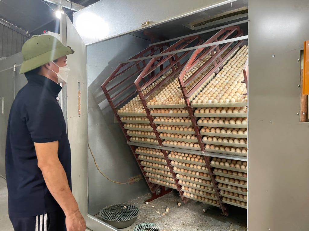 Sistema automático de incubación de huevos en las instalaciones de cría de pollos del Sr. Dinh Quang Tri (comuna de Dong Hai, distrito de Tien Yen).