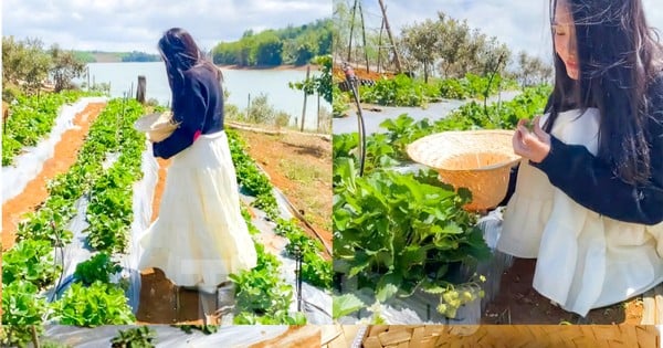 Tourists enjoy going to the 'heaven's gate' to pick strawberries