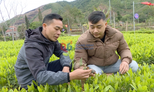 Tien Yen actively greens planted forests