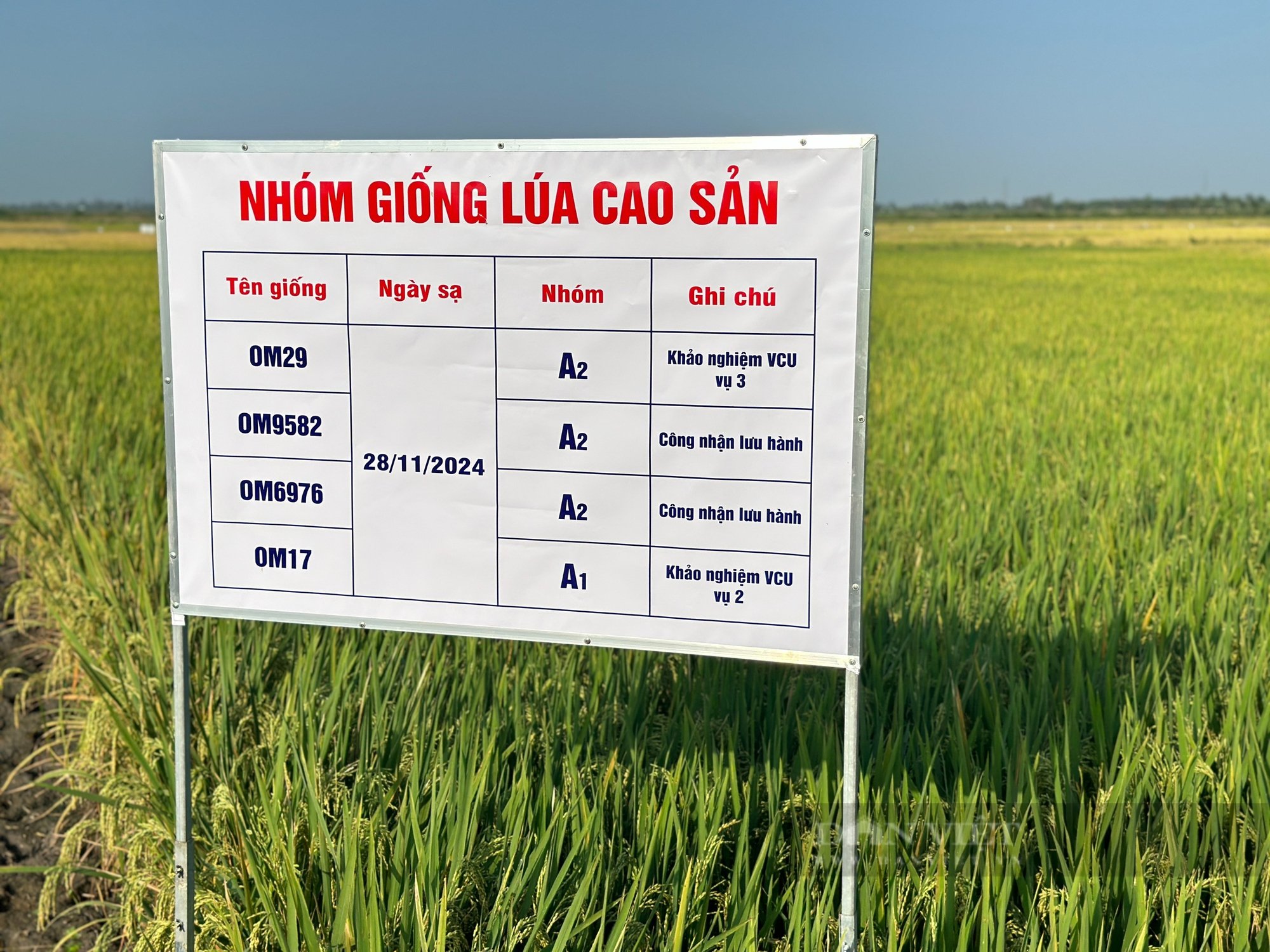 Hàng trăm người dân, hợp tác xã đến tham quan, đánh giá loạt giống lúa triển vọng năm 2025 tại Viện lúa ĐBSCL - Ảnh 9.