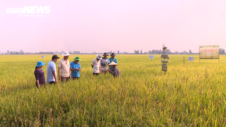 Farmers in Can Tho apply rice cultivation techniques according to the model 