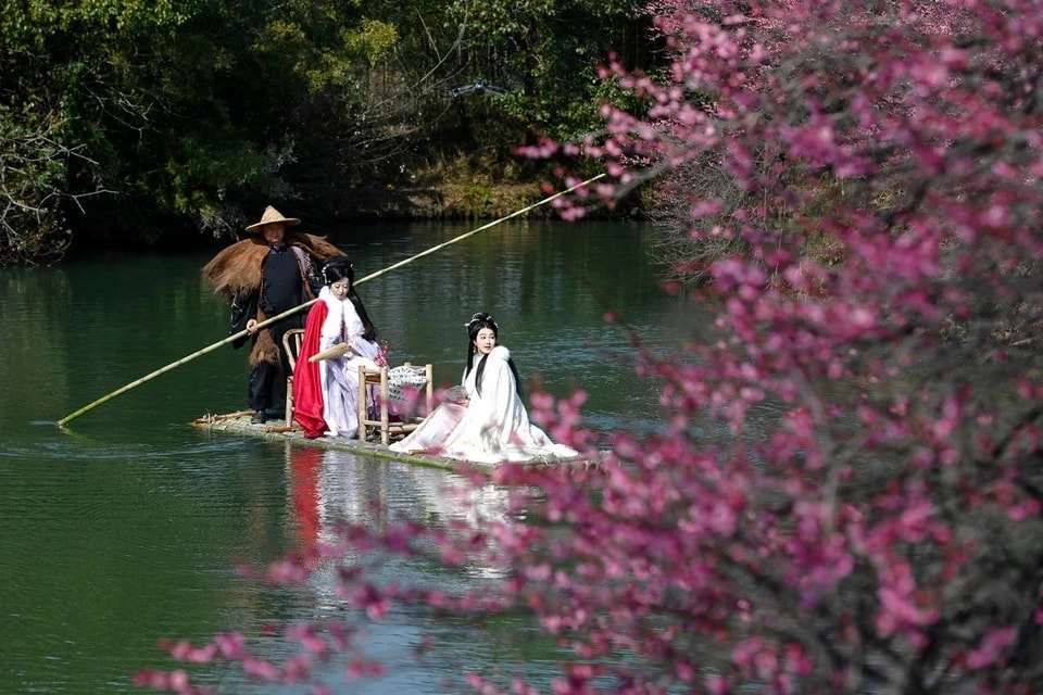 中国の美しく清らかな梅の花の季節