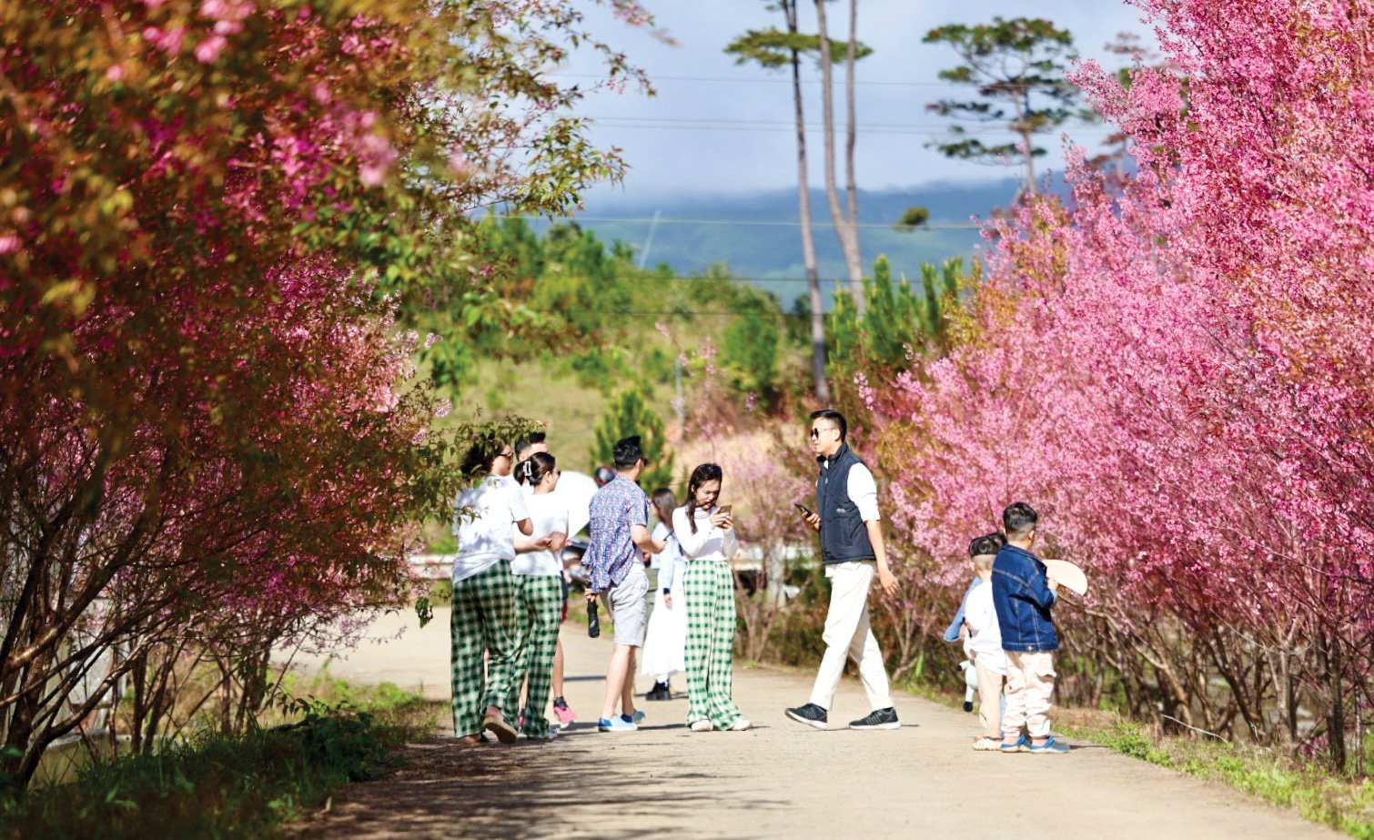 Spring travel with cherry blossoms