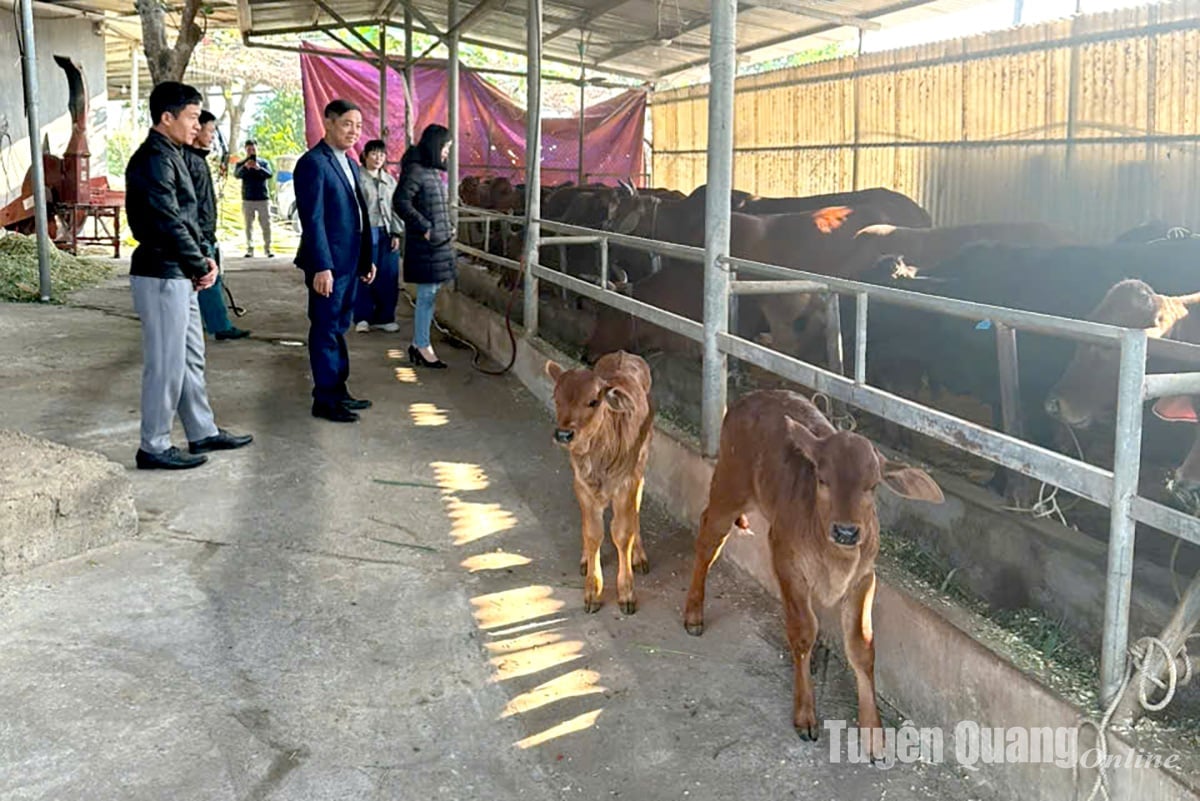 Proyecto de aplicación de avances científicos y tecnológicos para el desarrollo de la cría de ganado vacuno de carne de alto rendimiento híbrido 3B