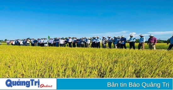 Cooperatives - "Support" for Hai Lang agriculture development