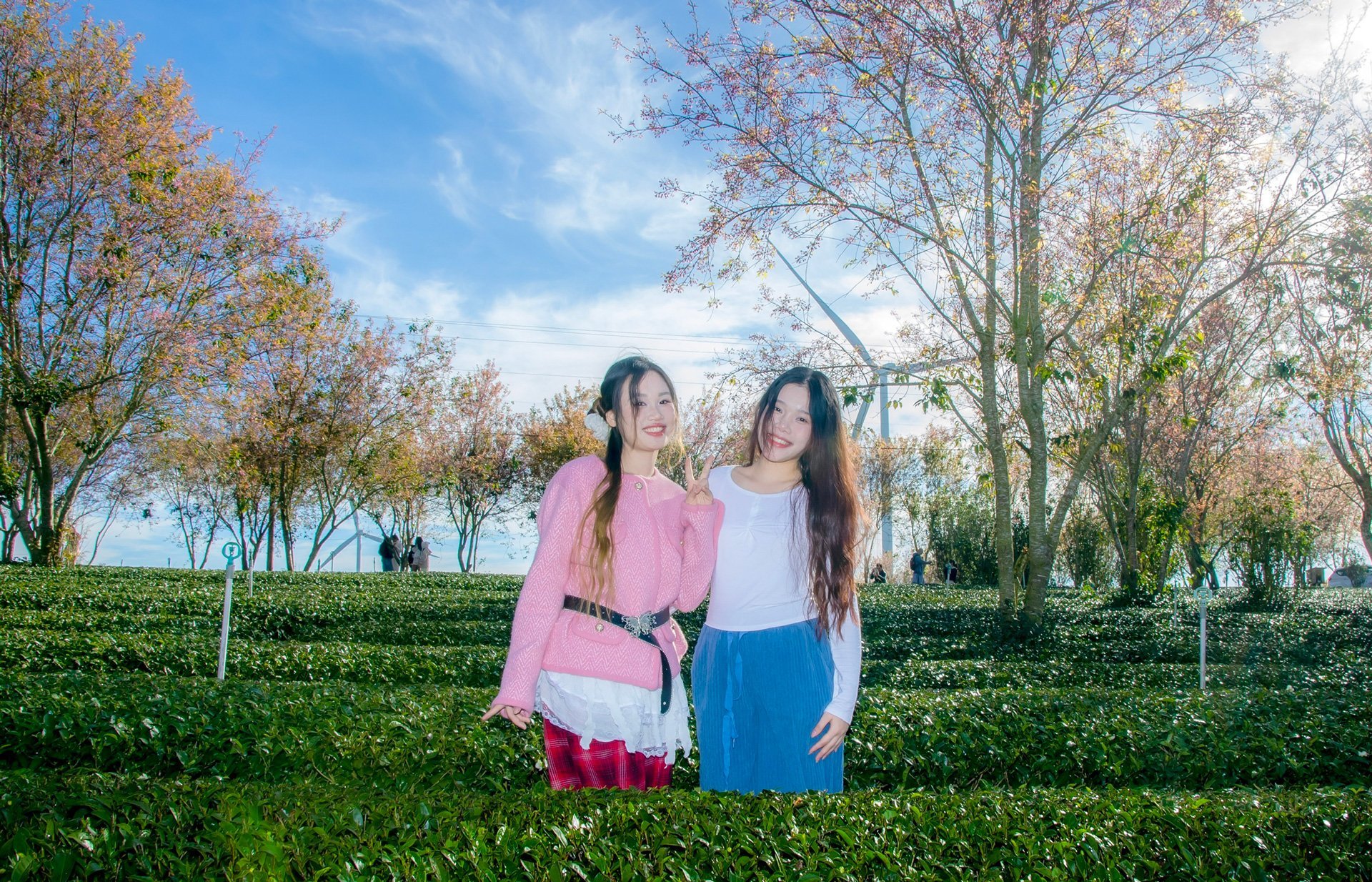 Cherry blossoms on Cau Dat tea hill