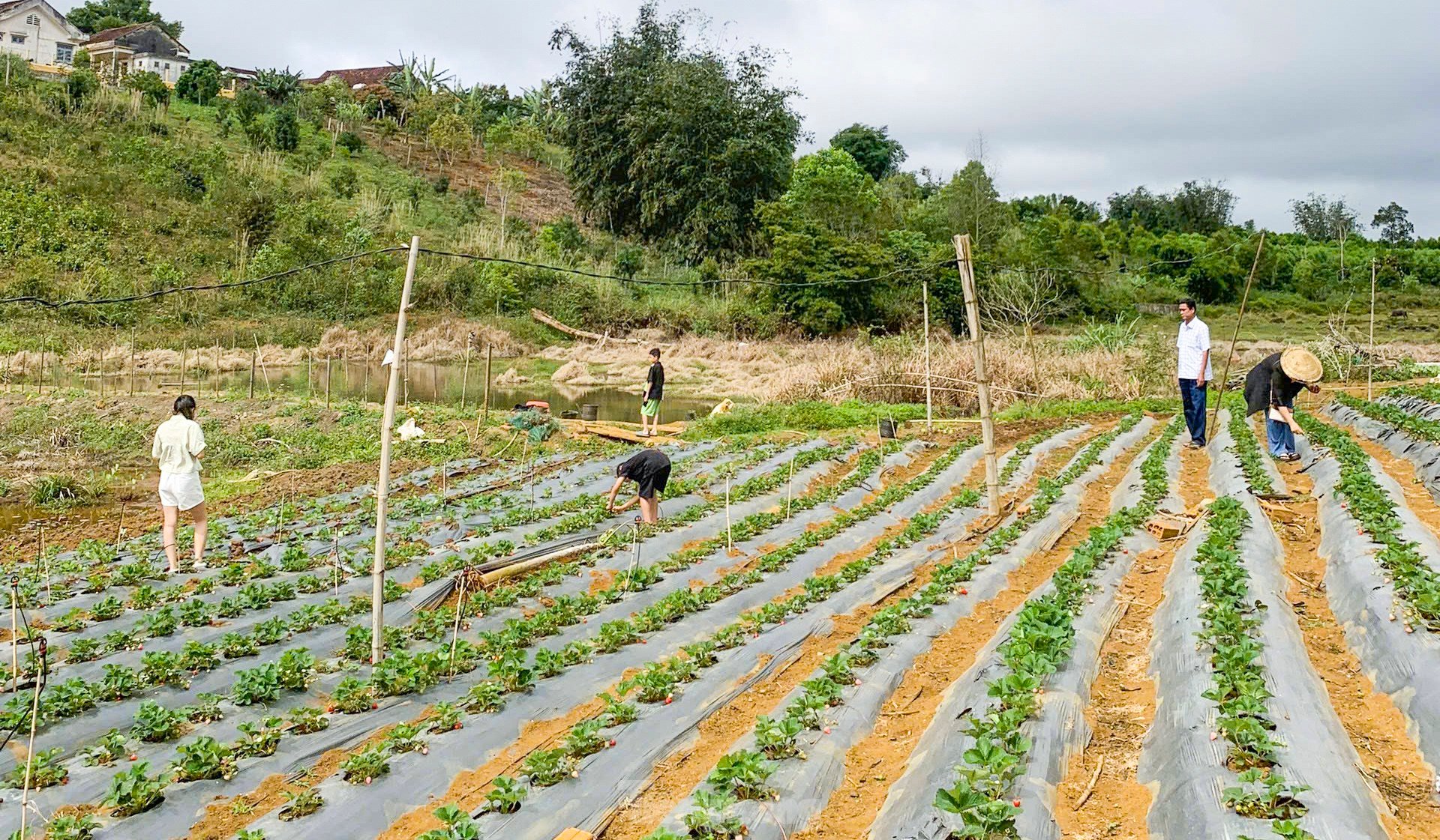 Tourists enjoy going to the 'heaven's gate' to pick strawberries photo 2