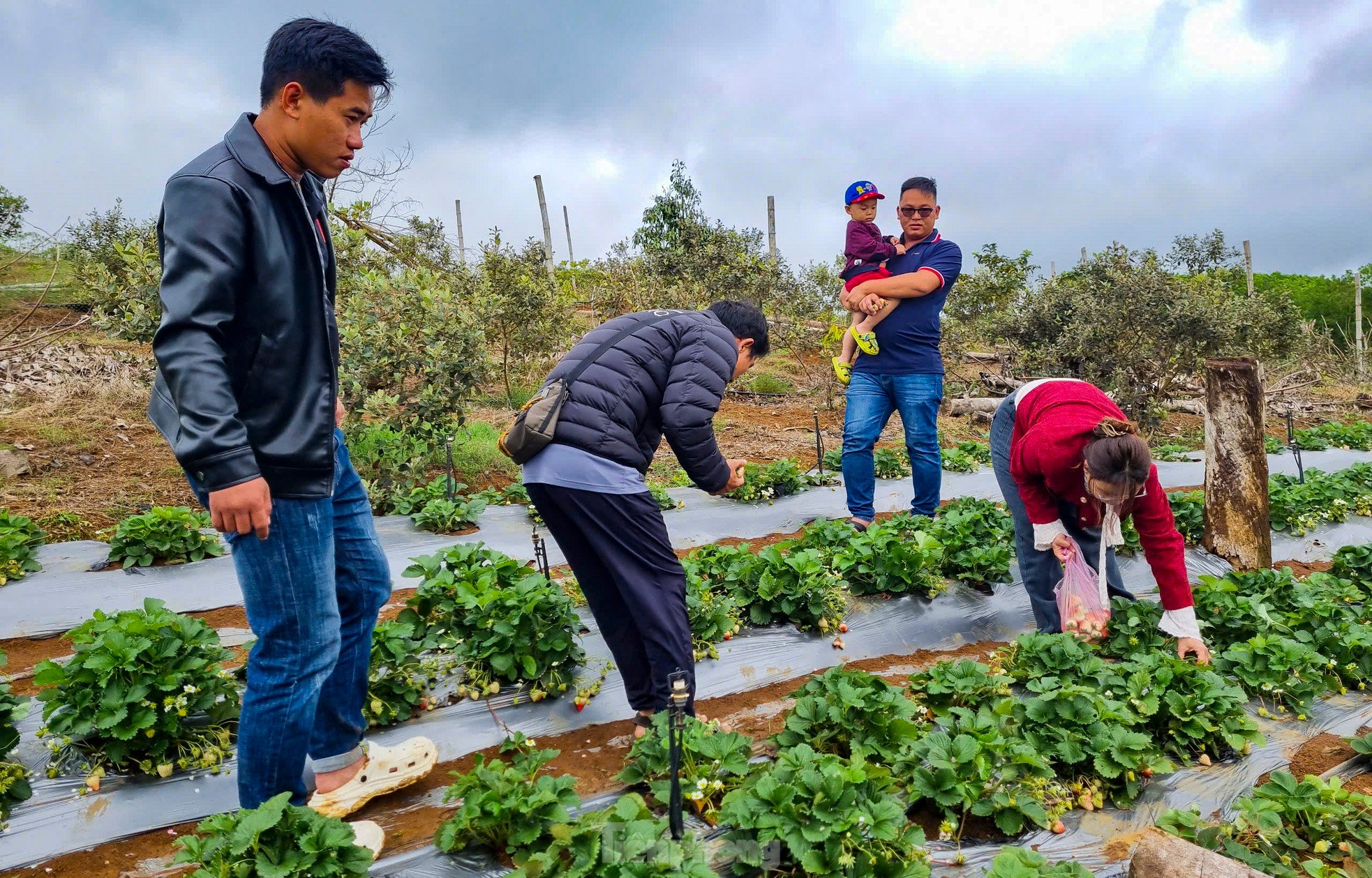 Tourists enjoy going to the 'heaven's gate' to pick strawberries photo 5