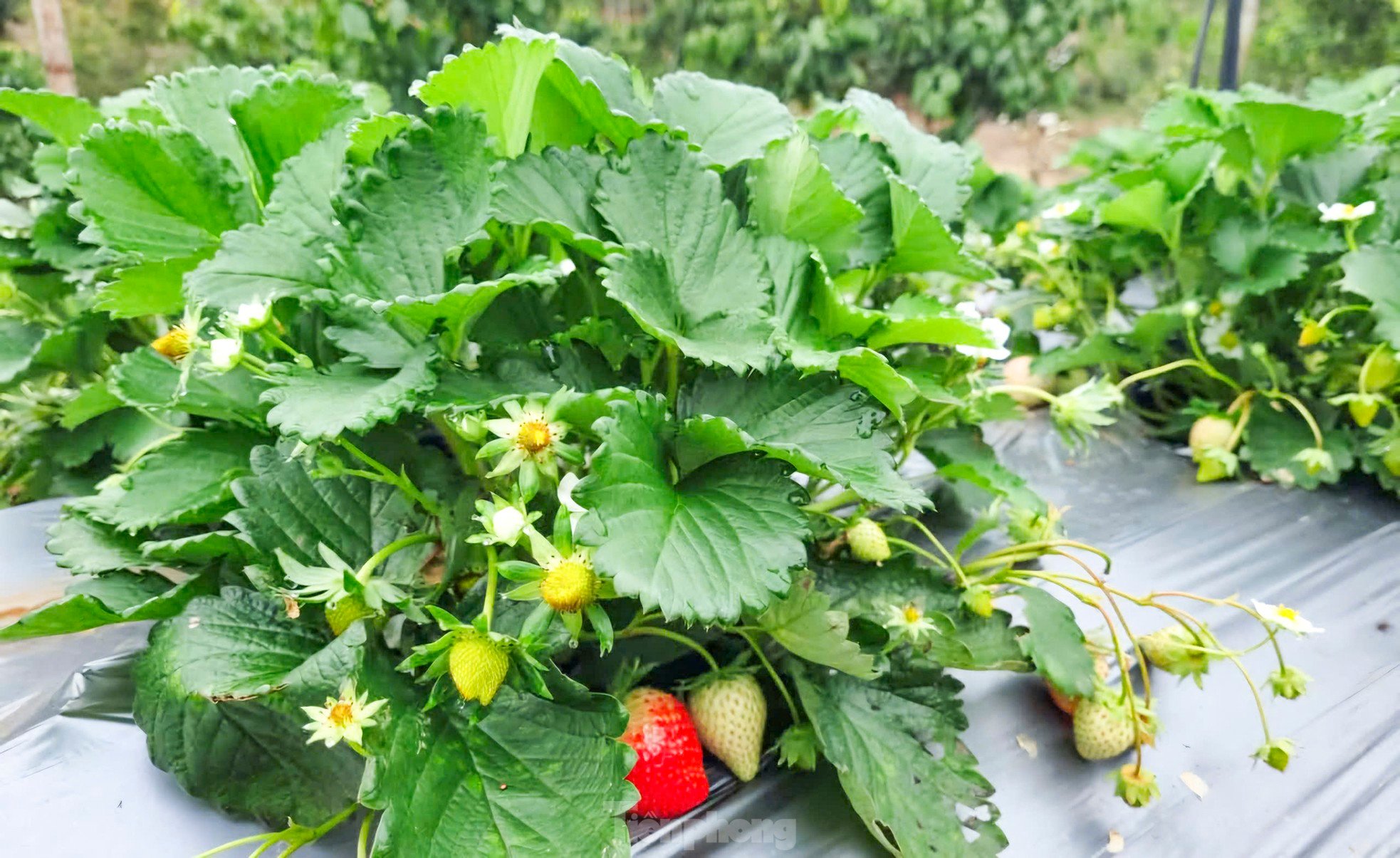 Tourists enjoy going to the 'heaven's gate' to pick strawberries photo 3