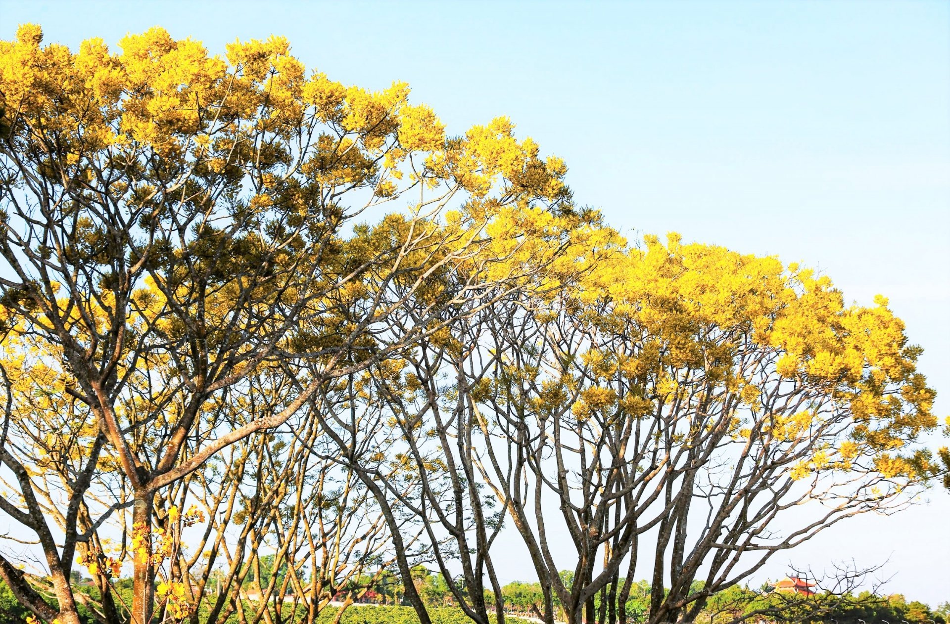 Les fleurs rares du flamboyant royal jaune sont en pleine floraison au monastère de Bat Nha (commune de Dam Bri, ville de Bao Loc) dans les premiers jours du nouveau printemps d'At Ty.