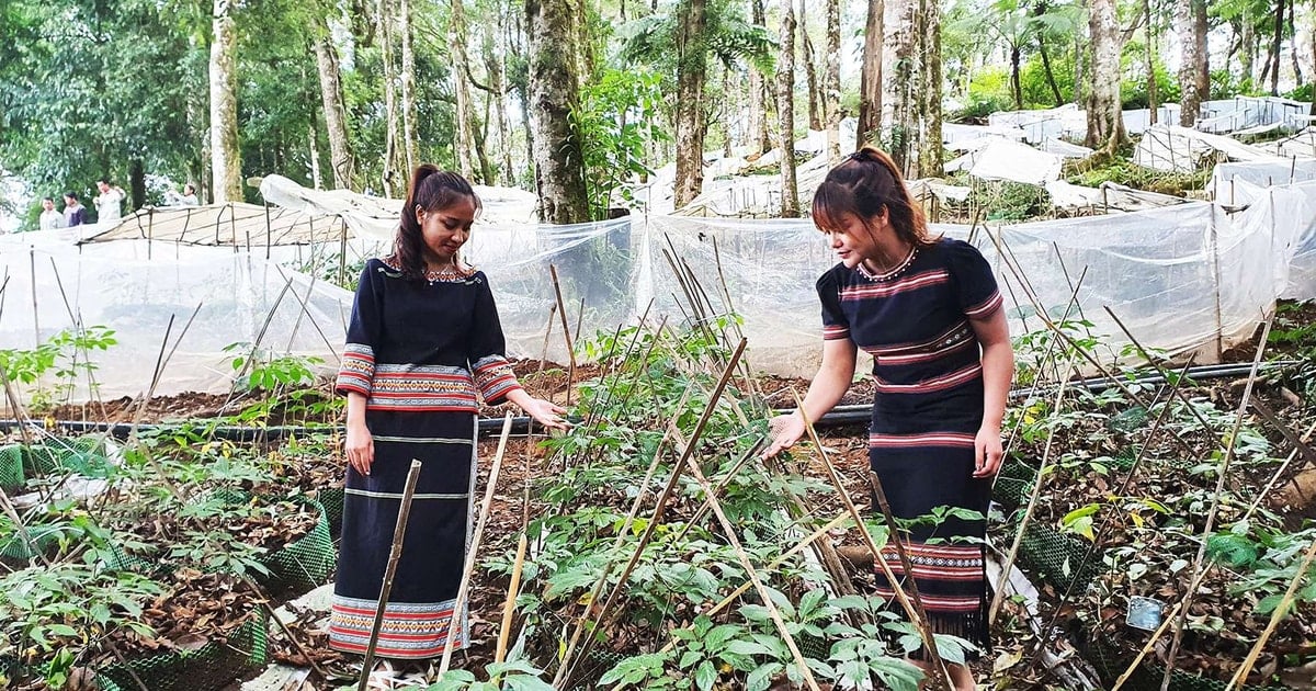 Gìn giữ và phát triển “Quốc bảo” sâm Ngọc Linh