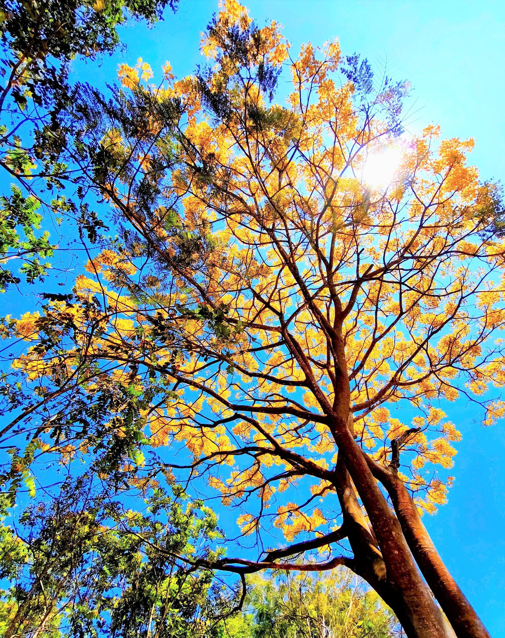 Le soleil du début du printemps rend la beauté des fleurs jaunes du flamboyant royal encore plus éclatante.