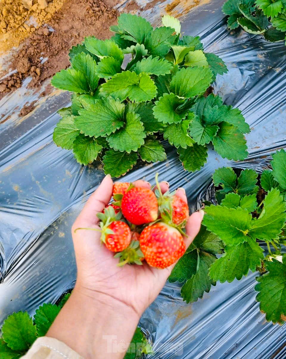 Tourists enjoy going to the 'heaven's gate' to pick strawberries photo 10