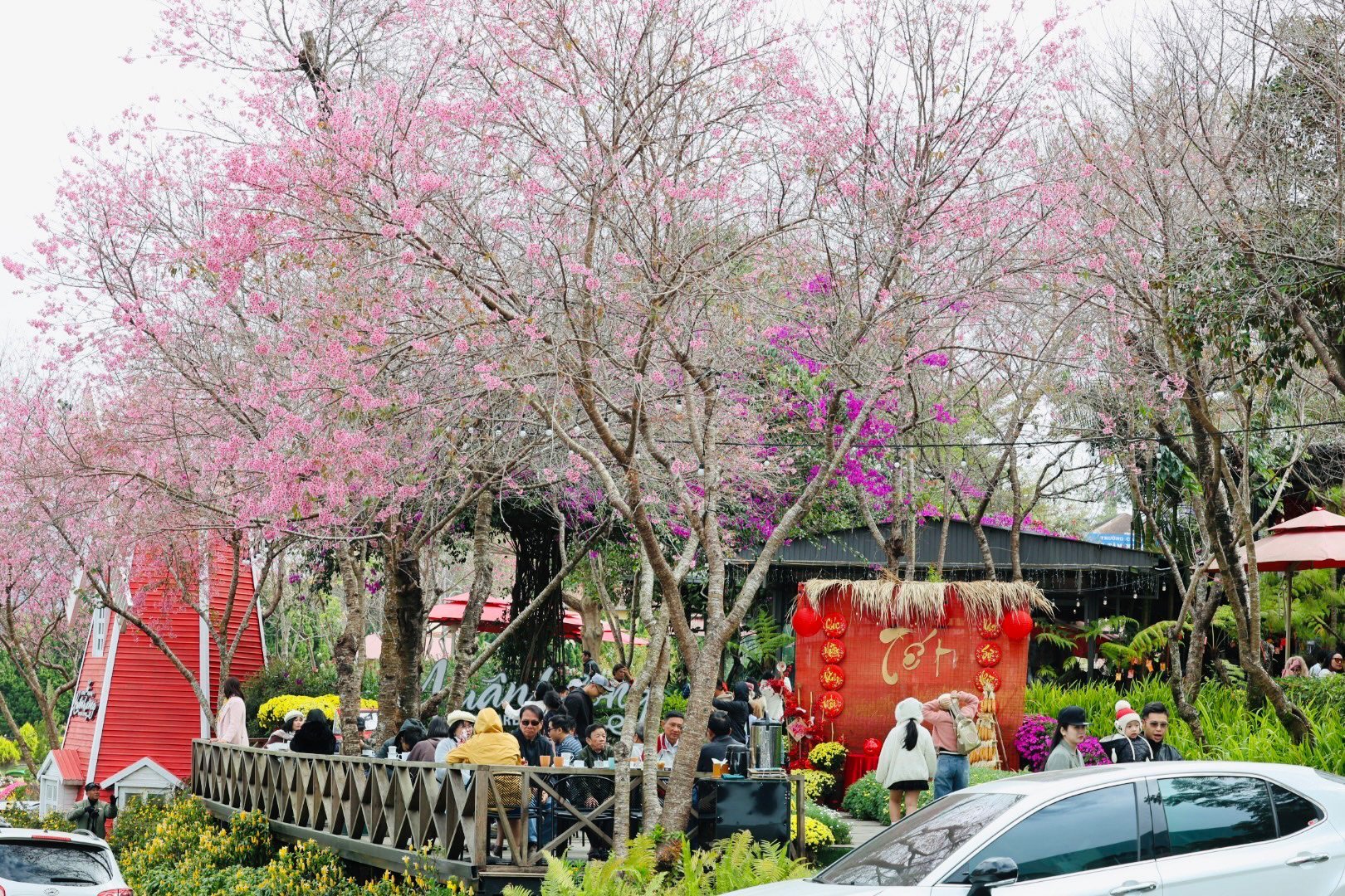 The rosy scene at Xuan Huong Coffee